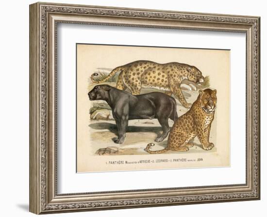 Animaux d'Afrique, Panthere-null-Framed Art Print