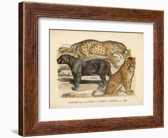 Animaux d'Afrique, Panthere-null-Framed Art Print