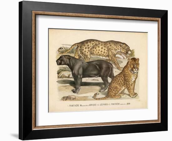 Animaux d'Afrique, Panthere-null-Framed Art Print