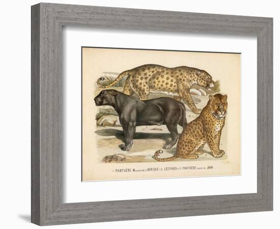 Animaux d'Afrique, Panthere-null-Framed Art Print
