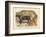 Animaux d'Afrique, Panthere-null-Framed Art Print