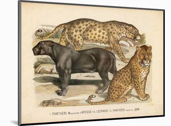 Animaux d'Afrique, Panthere-null-Mounted Art Print