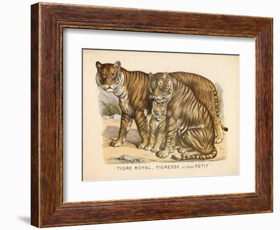 Animaux d'Afrique, Tigre-null-Framed Art Print