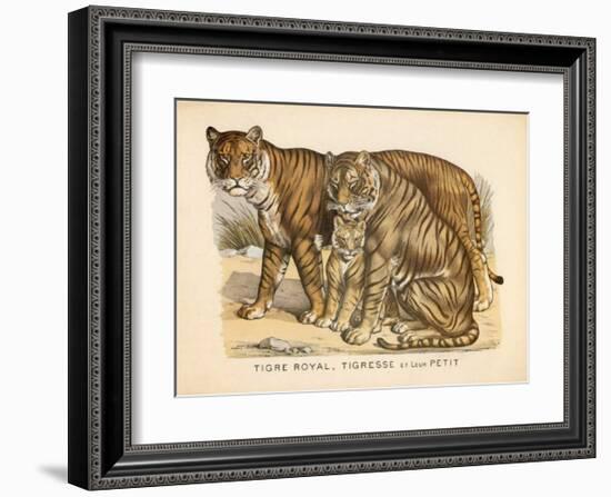 Animaux d'Afrique, Tigre-null-Framed Art Print