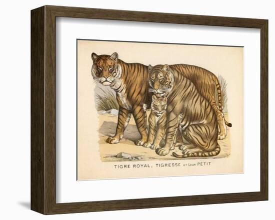 Animaux d'Afrique, Tigre-null-Framed Art Print