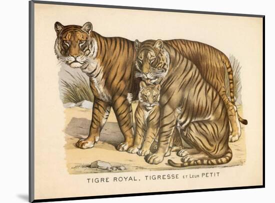 Animaux d'Afrique, Tigre-null-Mounted Art Print