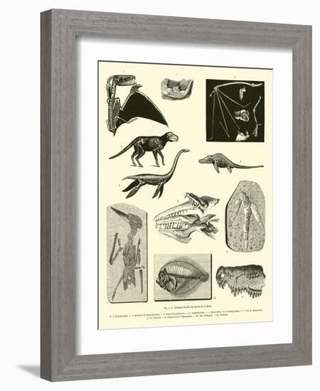 Animaux Fossiles Du Bassin De La Seine-null-Framed Giclee Print