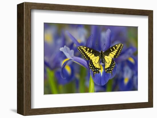 Anise Swallowtail Butterfly-Darrell Gulin-Framed Photographic Print