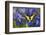 Anise Swallowtail Butterfly-Darrell Gulin-Framed Photographic Print