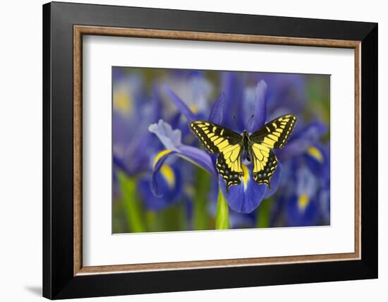 Anise Swallowtail Butterfly-Darrell Gulin-Framed Photographic Print