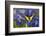 Anise Swallowtail Butterfly-Darrell Gulin-Framed Photographic Print