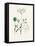 Aniseed (Pimpinella Anisum) Medical Botany-John Stephenson and James Morss Churchill-Framed Premier Image Canvas