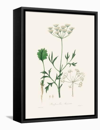 Aniseed (Pimpinella Anisum) Medical Botany-John Stephenson and James Morss Churchill-Framed Premier Image Canvas