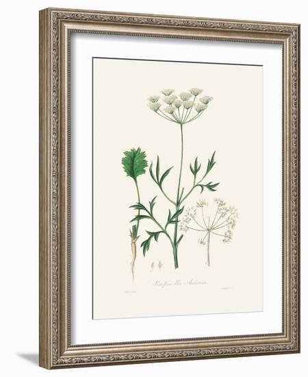 Aniseed (Pimpinella Anisum) Medical Botany-John Stephenson and James Morss Churchill-Framed Photographic Print