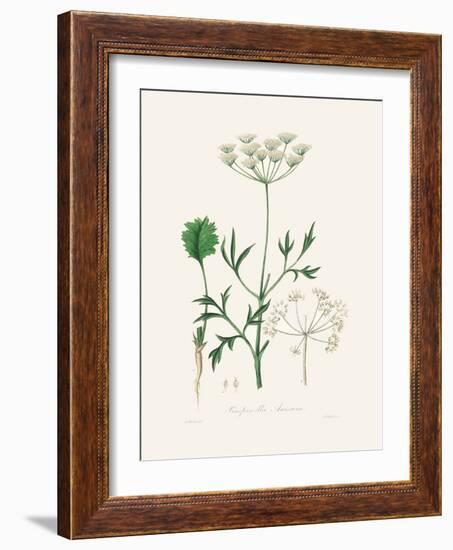 Aniseed (Pimpinella Anisum) Medical Botany-John Stephenson and James Morss Churchill-Framed Photographic Print