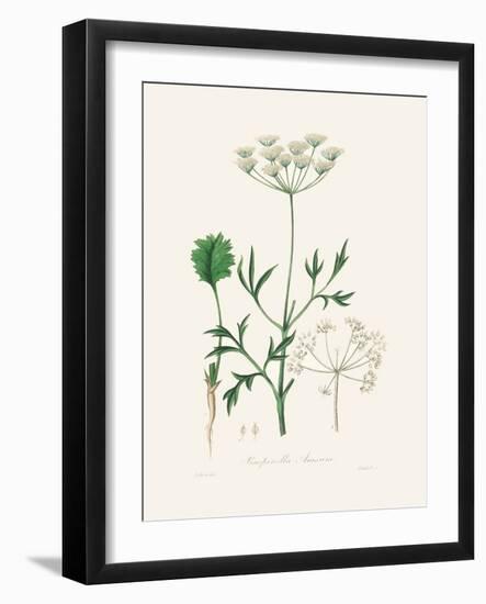 Aniseed (Pimpinella Anisum) Medical Botany-John Stephenson and James Morss Churchill-Framed Photographic Print