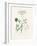 Aniseed (Pimpinella Anisum) Medical Botany-John Stephenson and James Morss Churchill-Framed Photographic Print