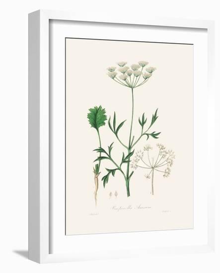 Aniseed (Pimpinella Anisum) Medical Botany-John Stephenson and James Morss Churchill-Framed Photographic Print