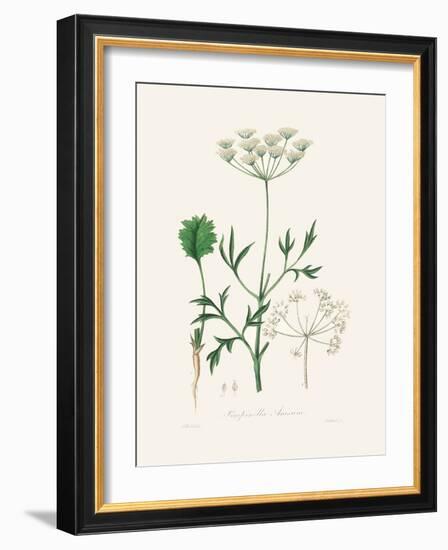 Aniseed (Pimpinella Anisum) Medical Botany-John Stephenson and James Morss Churchill-Framed Photographic Print