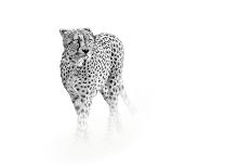 On Prowl-Anita Singh-Giclee Print