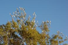 Flock of Bare-Eyed Cockatoos, Little Corellas (Cacatua Sanguinea) in Eucalyptus Trees at Purnululu-Anja Hennern-Framed Premier Image Canvas