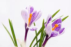 Crocus Flower on White-Anjo Kan-Photographic Print