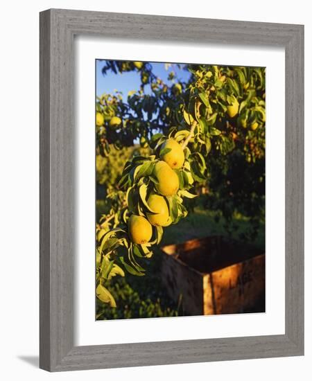 Anjou Pears on Tree Branch-Steve Terrill-Framed Photographic Print