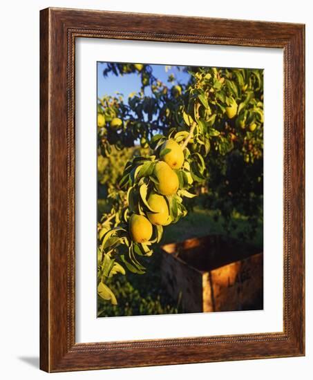 Anjou Pears on Tree Branch-Steve Terrill-Framed Photographic Print