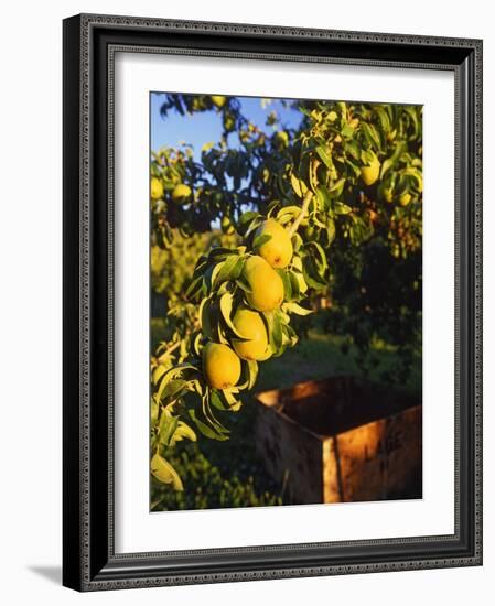 Anjou Pears on Tree Branch-Steve Terrill-Framed Photographic Print