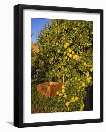 Anjou Pears-Steve Terrill-Framed Photographic Print