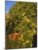 Anjou Pears-Steve Terrill-Mounted Photographic Print