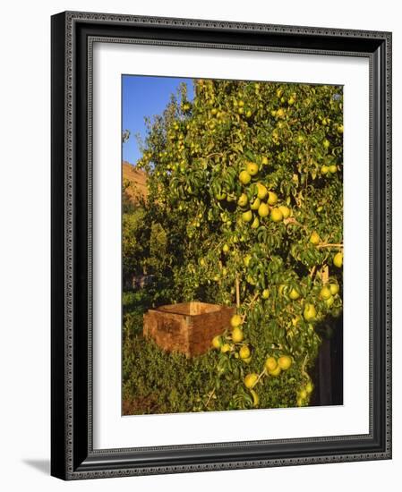 Anjou Pears-Steve Terrill-Framed Photographic Print