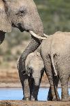 African Elephant (Loxodonta Africana) Mother and Baby at Hapoor Waterhole-Ann and Steve Toon-Photographic Print