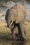 African elephant (Loxodonta africana) with calf drinking, Chobe National Park, Botswana-Ann and Steve Toon-Photographic Print
