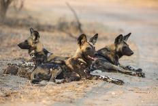 African wild dog (Lycaon pictus) at rest, Kruger National Park, South Africa, Africa-Ann and Steve Toon-Photographic Print