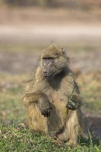 Chacma baboon (Papio ursinus) feeding, Chobe National Park, Botswana, Africa by Ann and Steve Toon