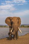 Elephant (Loxodonta africana) resting trunk on its tusk, Zimanga game reserve, KwaZulu-Natal, South-Ann and Steve Toon-Photographic Print
