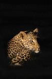 Leopard (Panthera Pardus), Madikwe Game Reserve, South Africa, Africa-Ann and Steve Toon-Photographic Print