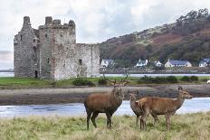 Red Deer, Lochranza, Isle of Arran, Scotland, United Kingdom, Europe-Ann and Steve Toon-Photographic Print