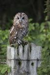 Tawny owl (Strix aluco), captive, United Kingdom, Europe-Ann and Steve Toon-Photographic Print