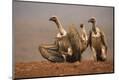 Premium Photographic Print