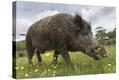 Stretched Canvas Print