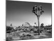 Photographic Print