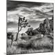 Premium Photographic Print