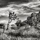 Premium Photographic Print