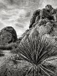 USA, California, Mojave National Preserve, Desert Rain Squall at Sunset-Ann Collins-Photographic Print