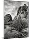 Photographic Print