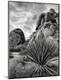 Photographic Print