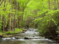 USA, North Carolina, Great Smoky Mountains National Park, Straight Fork Flows Through Forest-Ann Collins-Photographic Print