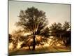 Photographic Print